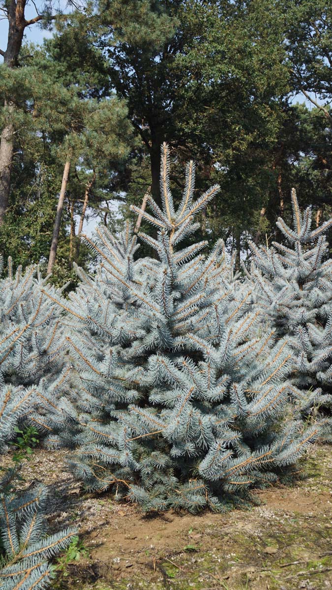Picea pungens 'Blue Diamond' solitair