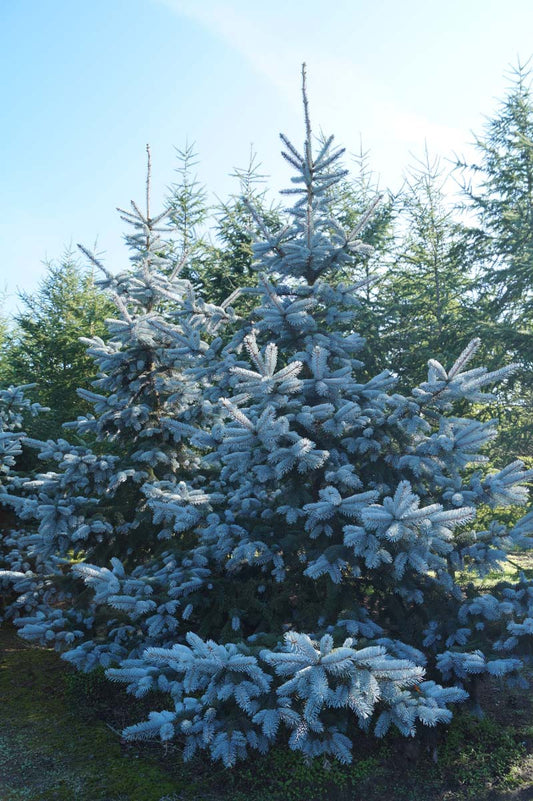 Picea pungens 'Hoopsii' solitair