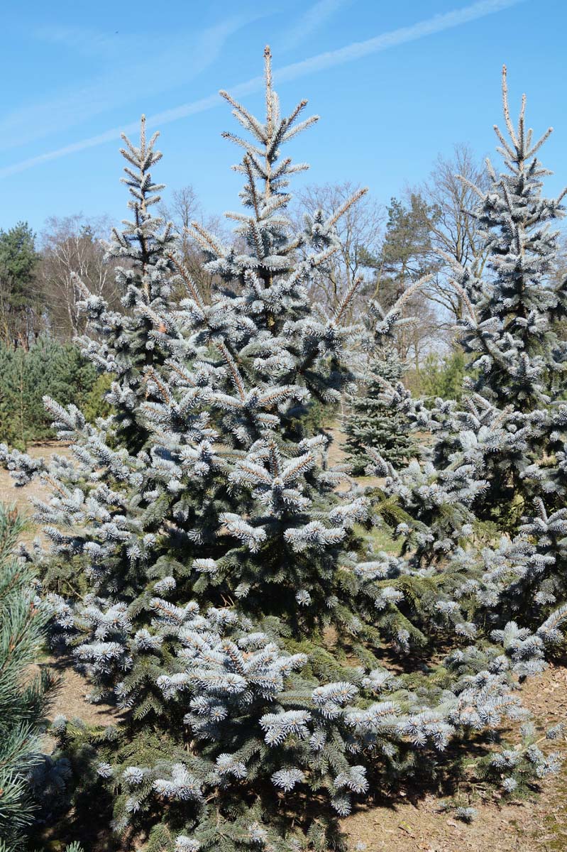 Picea pungens 'Hoopsii' solitair