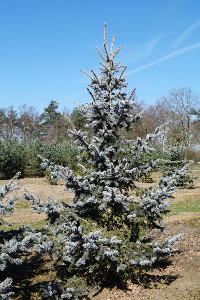 Picea pungens 'Hoopsii' solitair