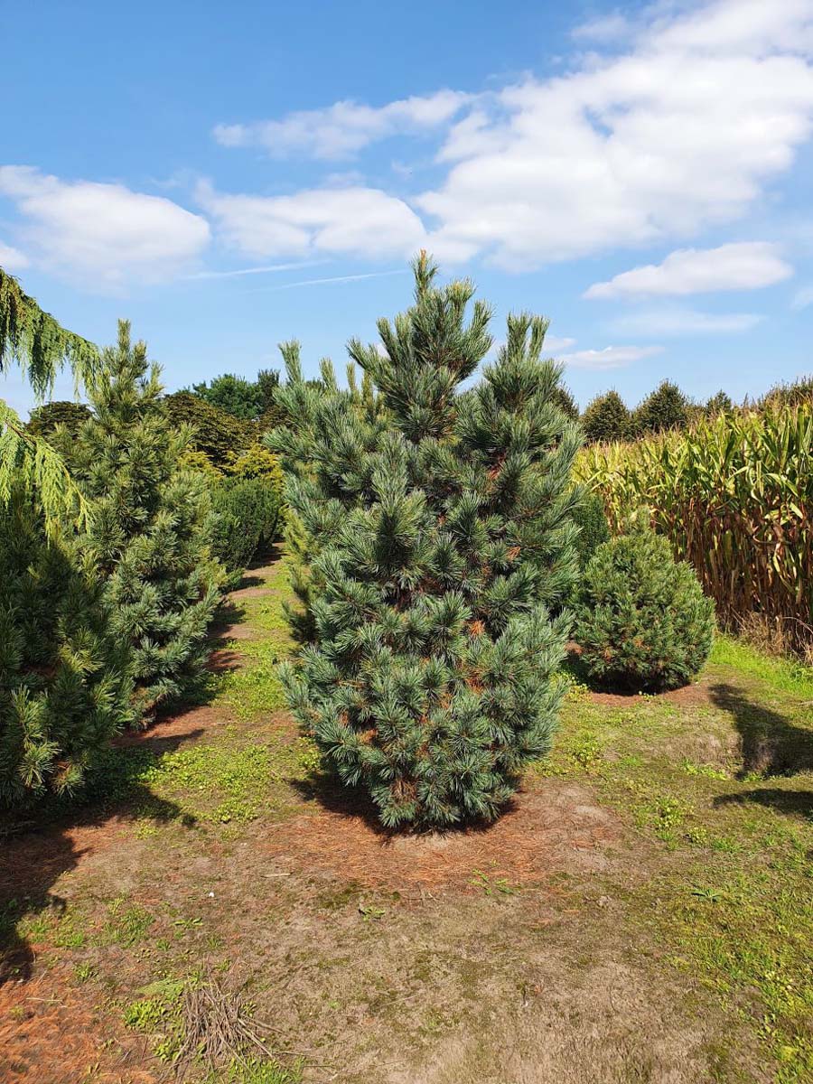Pinus cembra solitair