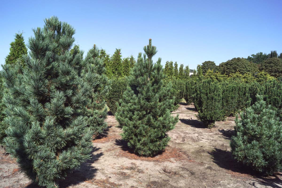 Pinus cembra solitair