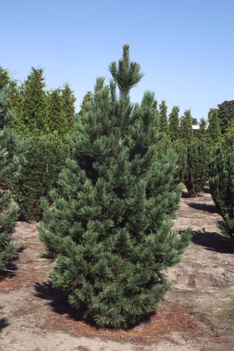 Pinus cembra solitair