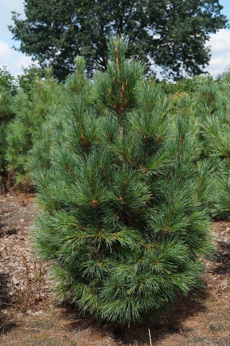Pinus cembra solitair