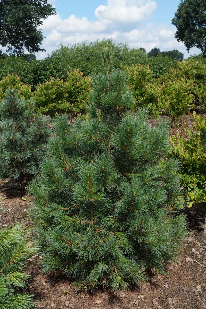 Pinus cembra solitair