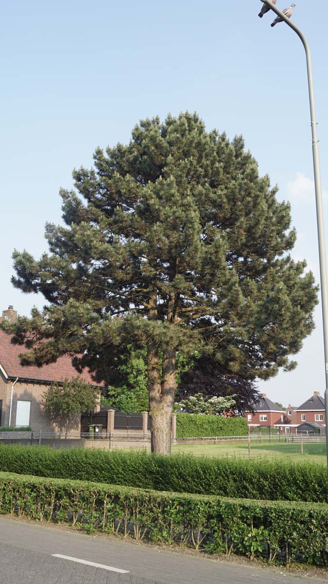Pinus contorta solitair
