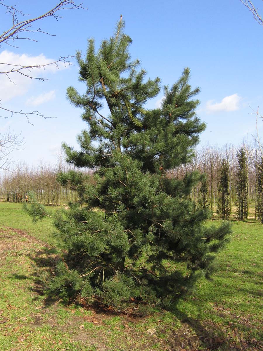 Pinus contorta solitair