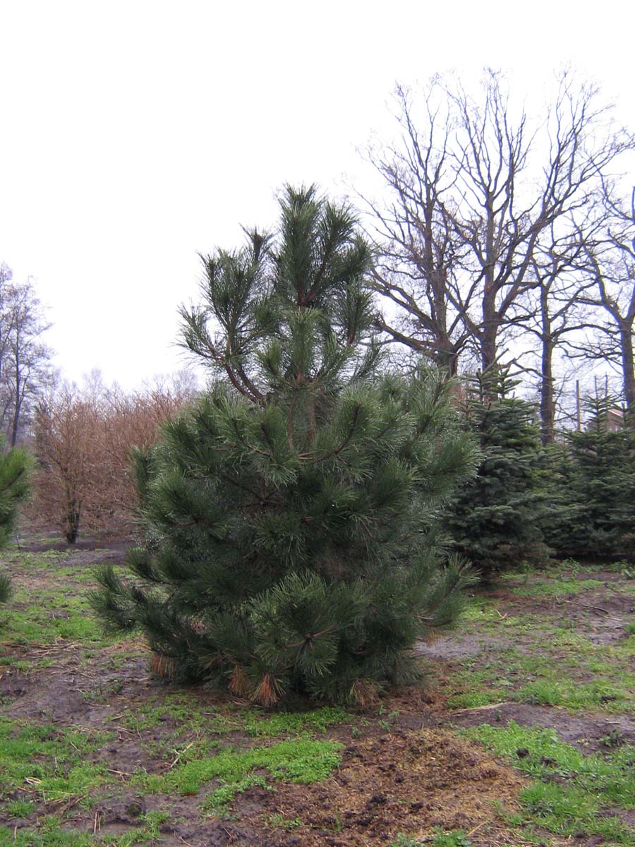 Pinus contorta solitair