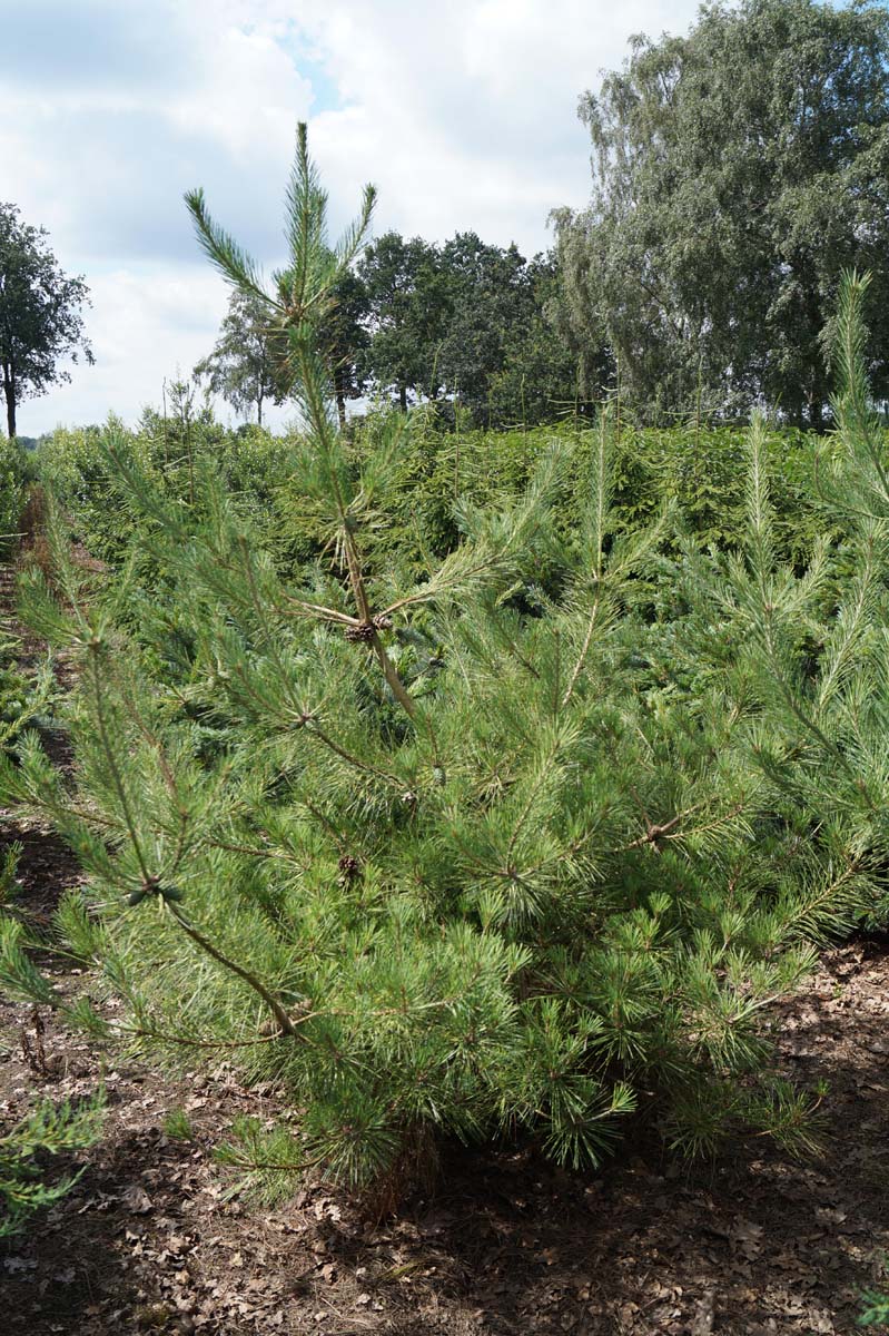 Pinus densiflora 'Oculus-draconis' solitair