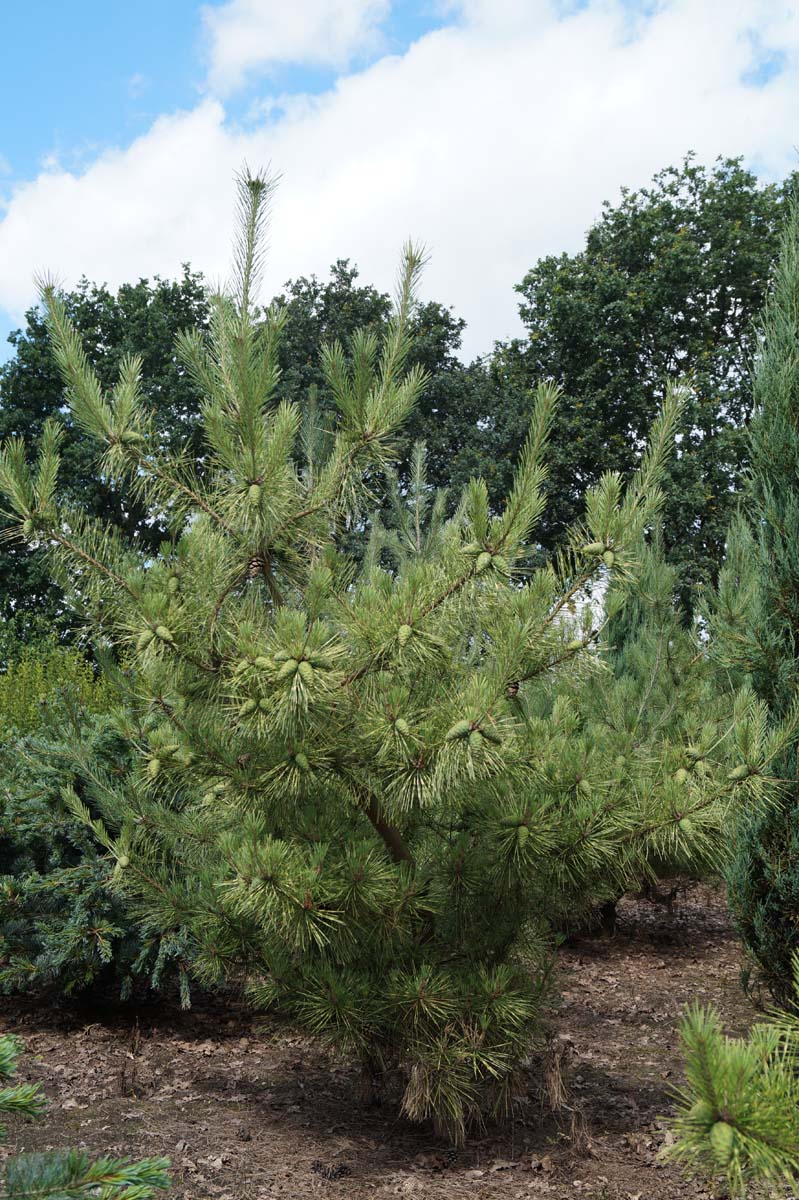 Pinus densiflora 'Oculus-draconis' solitair