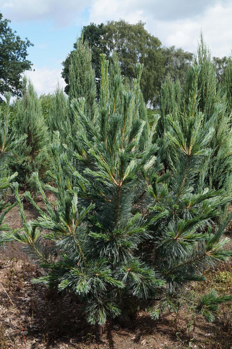 Pinus flexilis 'Vanderwolf's Pyramid' solitair