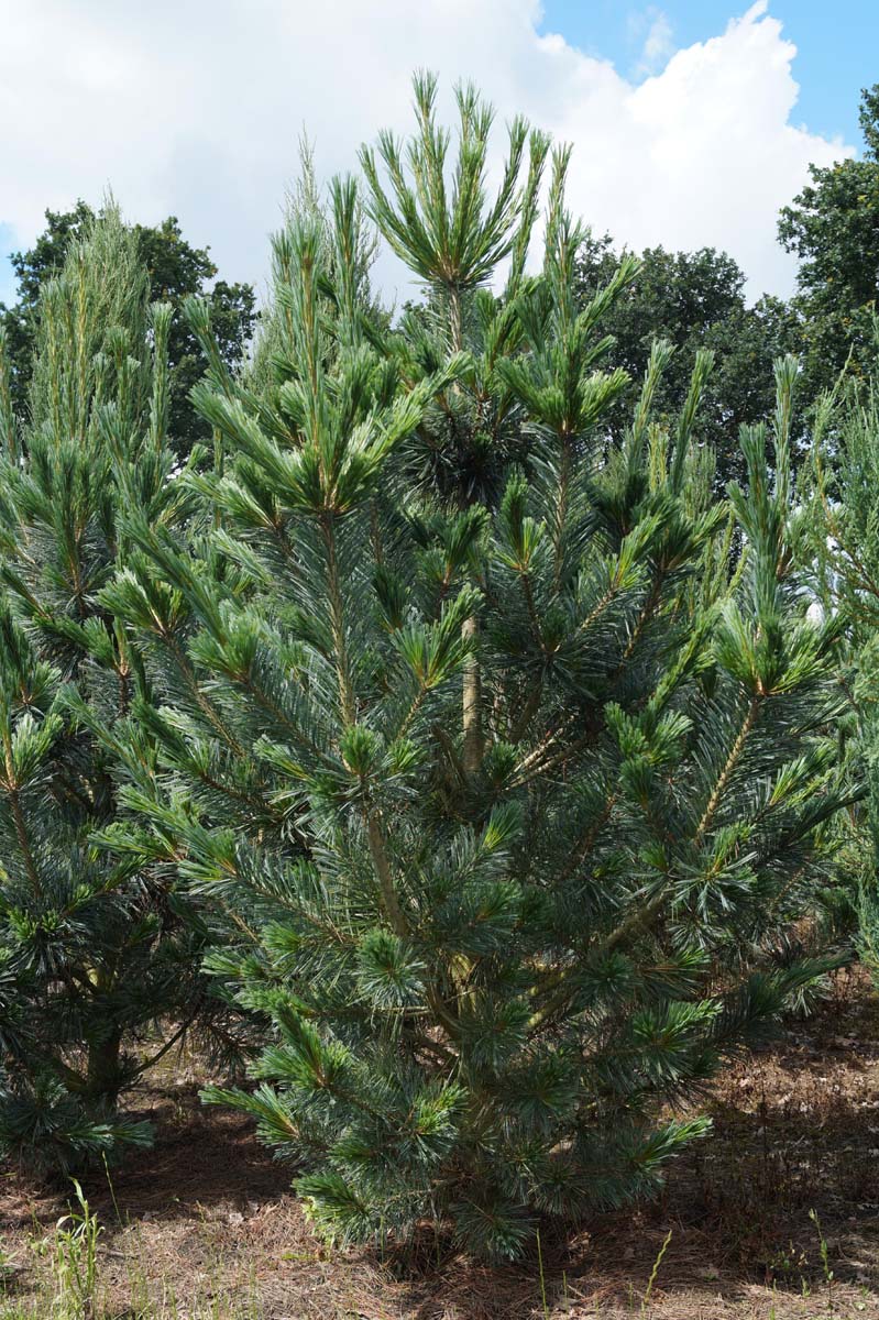 Pinus flexilis 'Vanderwolf's Pyramid' solitair solitair