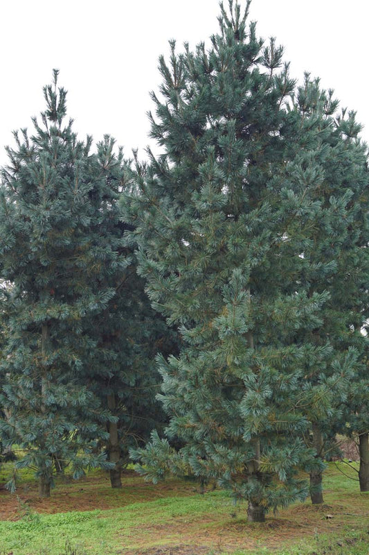 Pinus flexilis 'Vanderwolf's Pyramid' solitair