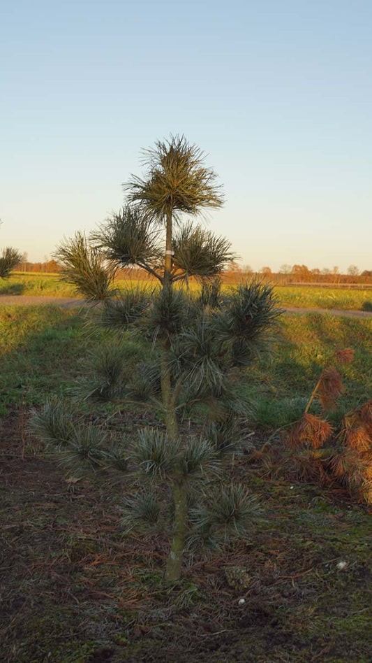 Pinus koraiensis 'Silveray' solitair
