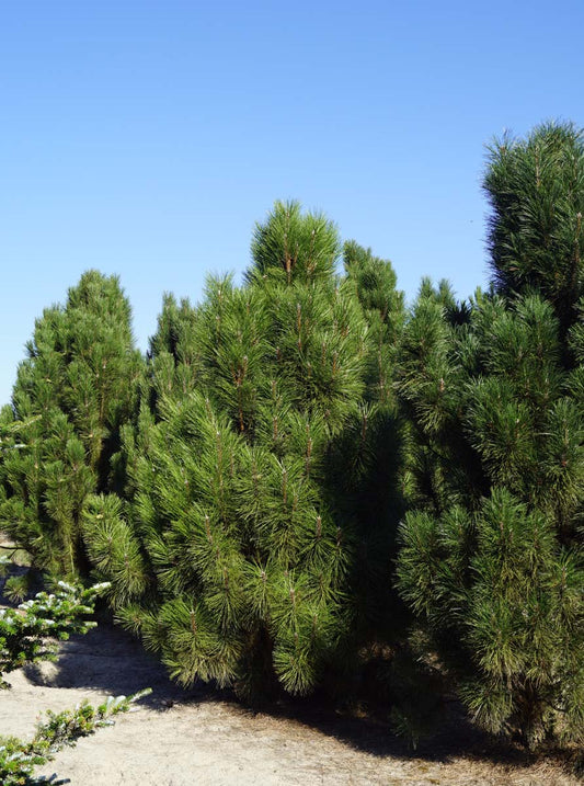 Pinus nigra 'Pyramidalis' solitair