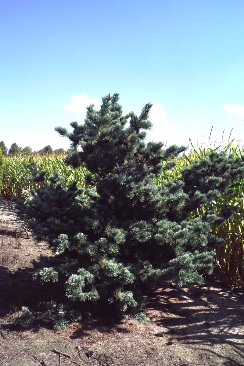 Pinus parviflora 'Glauca' solitair