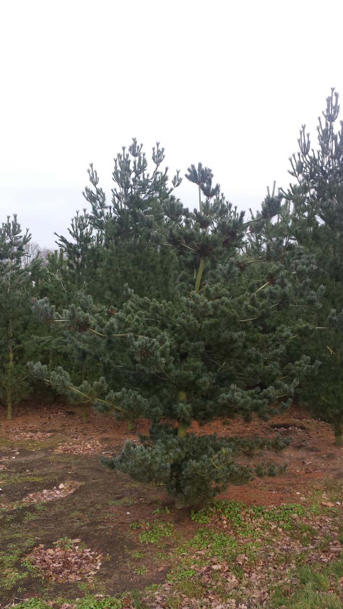 Pinus parviflora 'Glauca' solitair