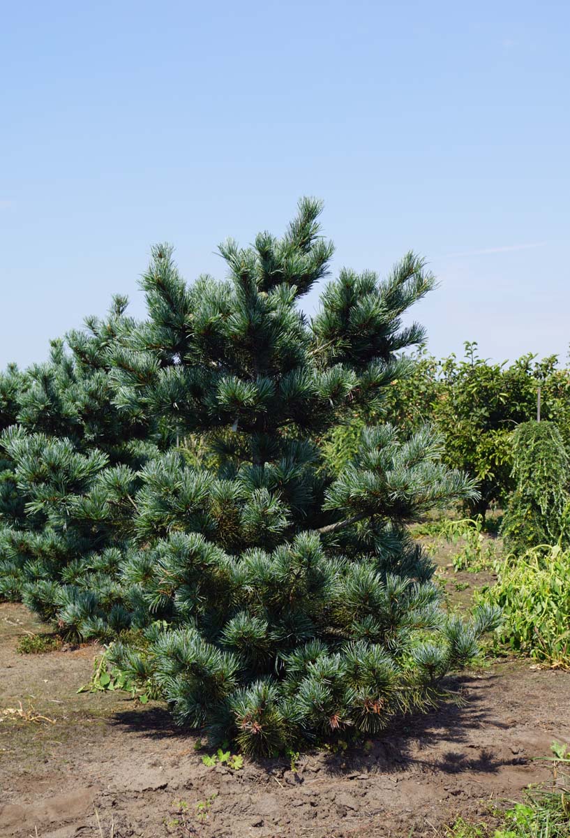 Pinus parviflora 'Negishi' solitair