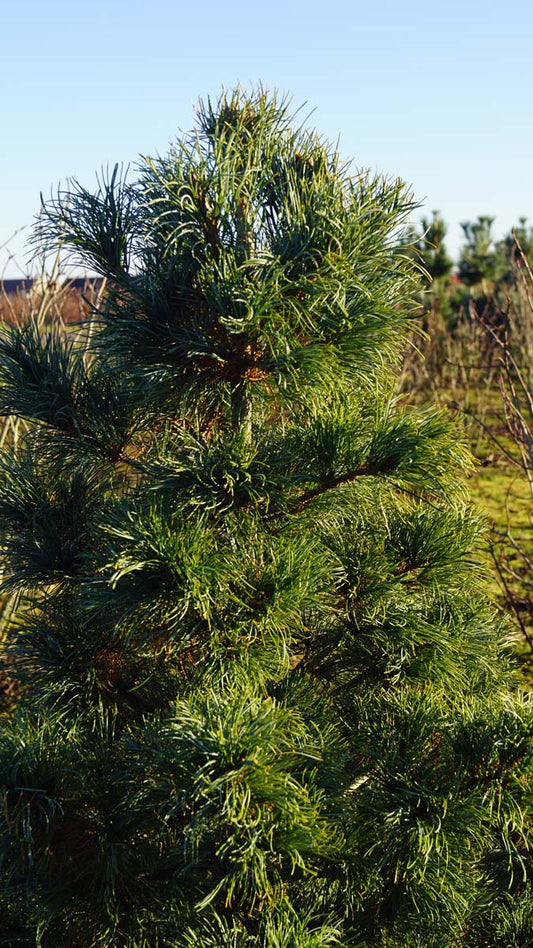 Pinus parviflora 'Schoon's Bonsai' solitair