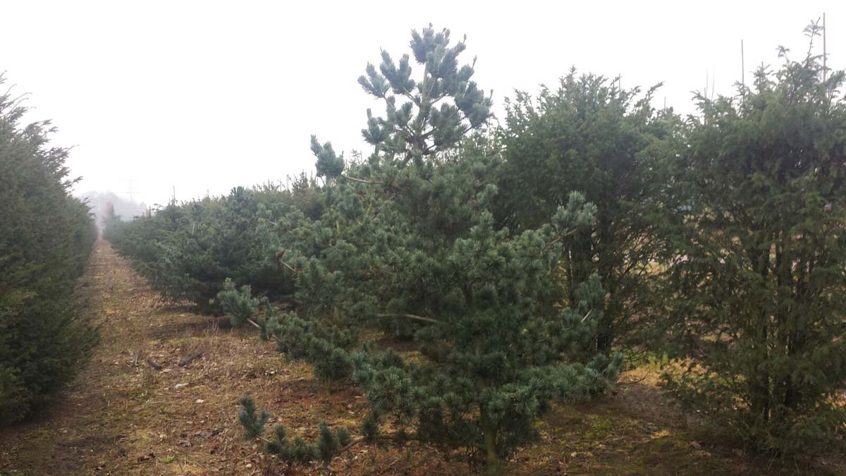 Pinus parviflora 'Tempelhof' solitair
