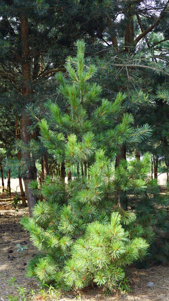 Pinus peuce solitair