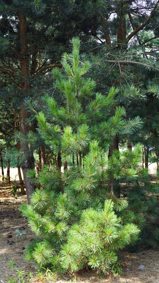 Pinus peuce solitair