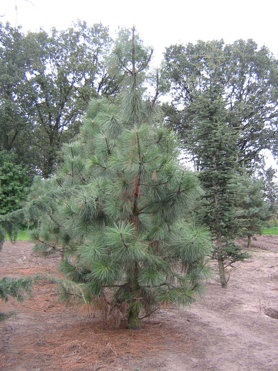 Pinus ponderosa solitair