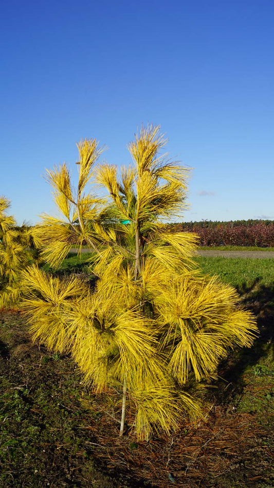 Pinus strobus 'Louie' solitair