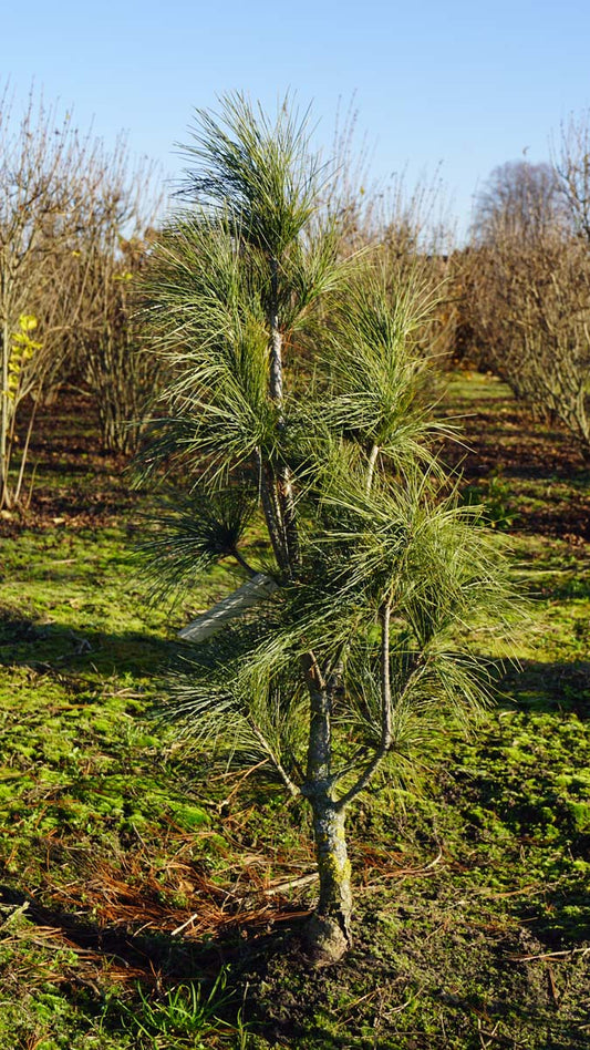 Pinus strobus 'Stowe Pillar' solitair