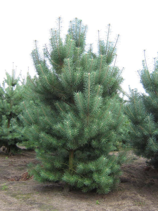 Pinus sylvestris solitair solitair