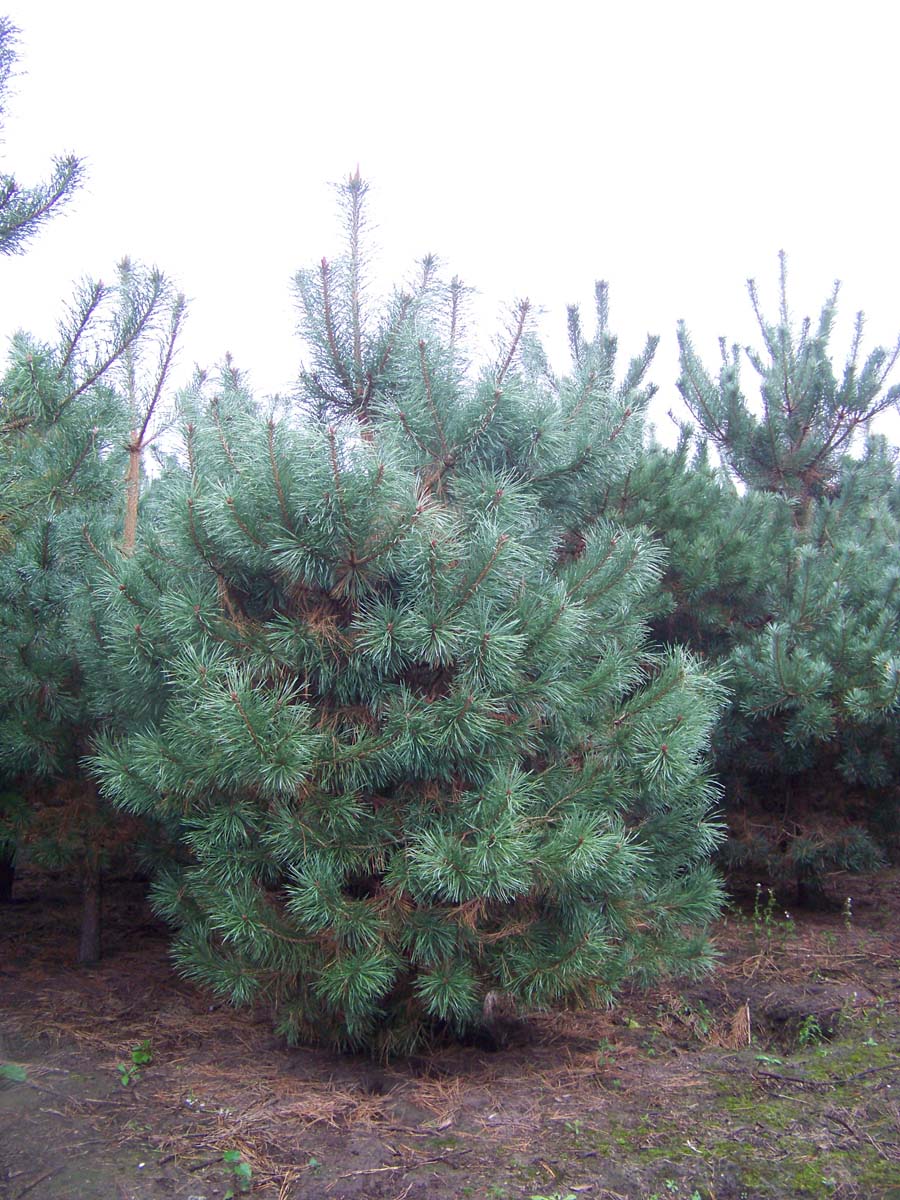 Pinus sylvestris solitair solitair