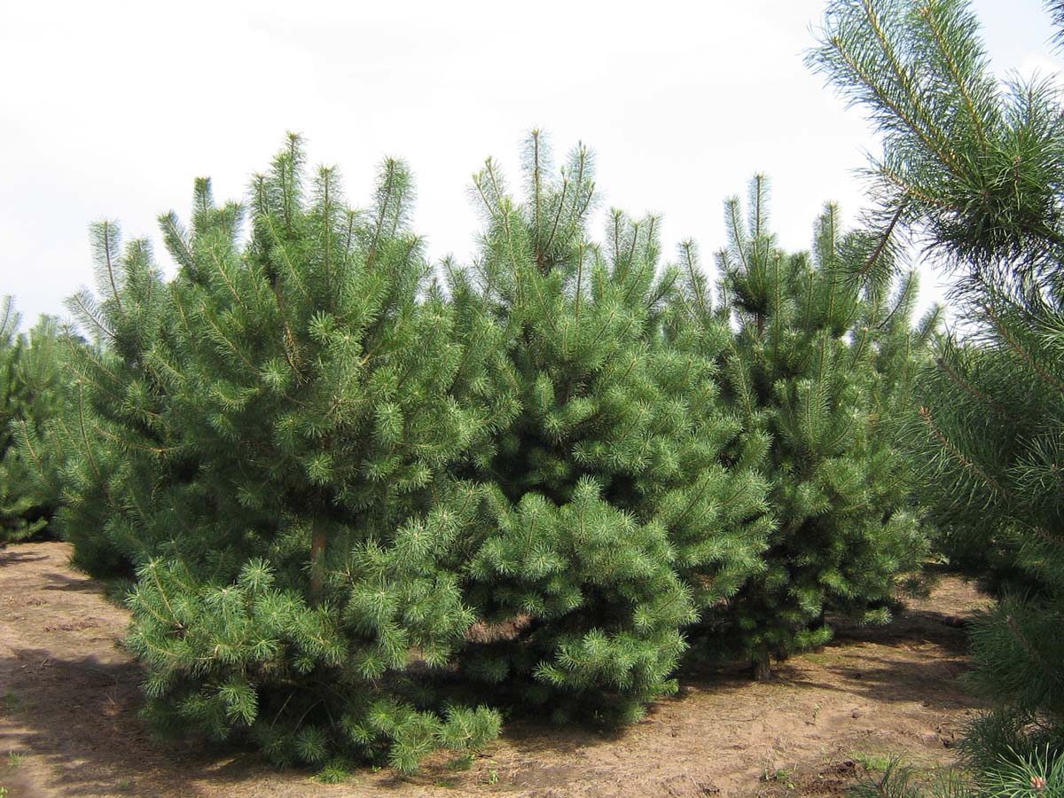 Pinus sylvestris solitair solitair
