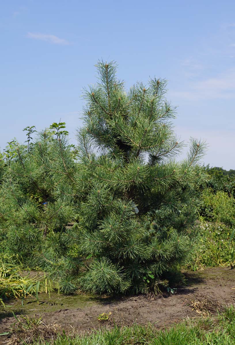 Pinus sylvestris 'Candlelight' solitair