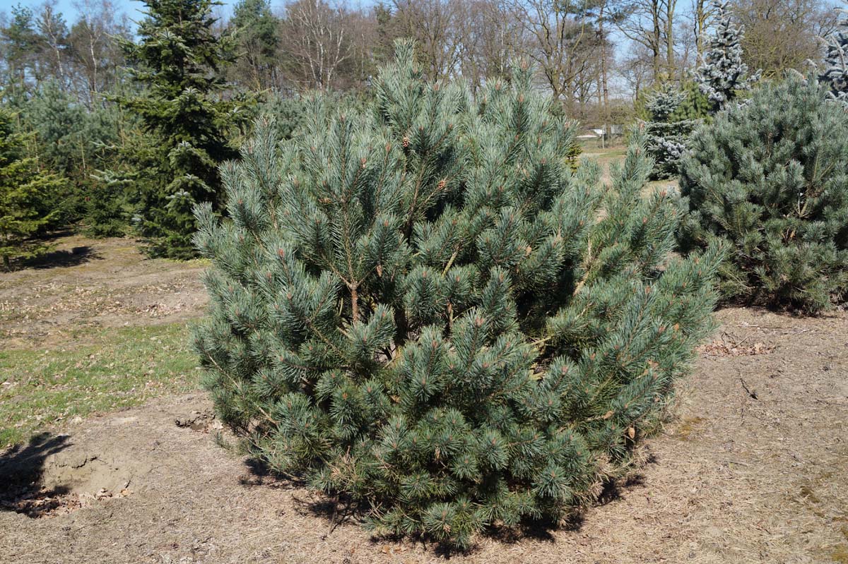 Pinus sylvestris 'Watereri' solitair