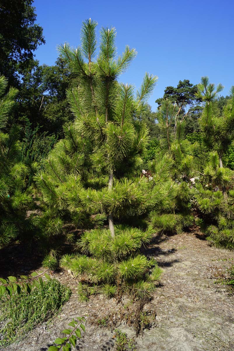 Pinus thunbergii 'Ogon' solitair