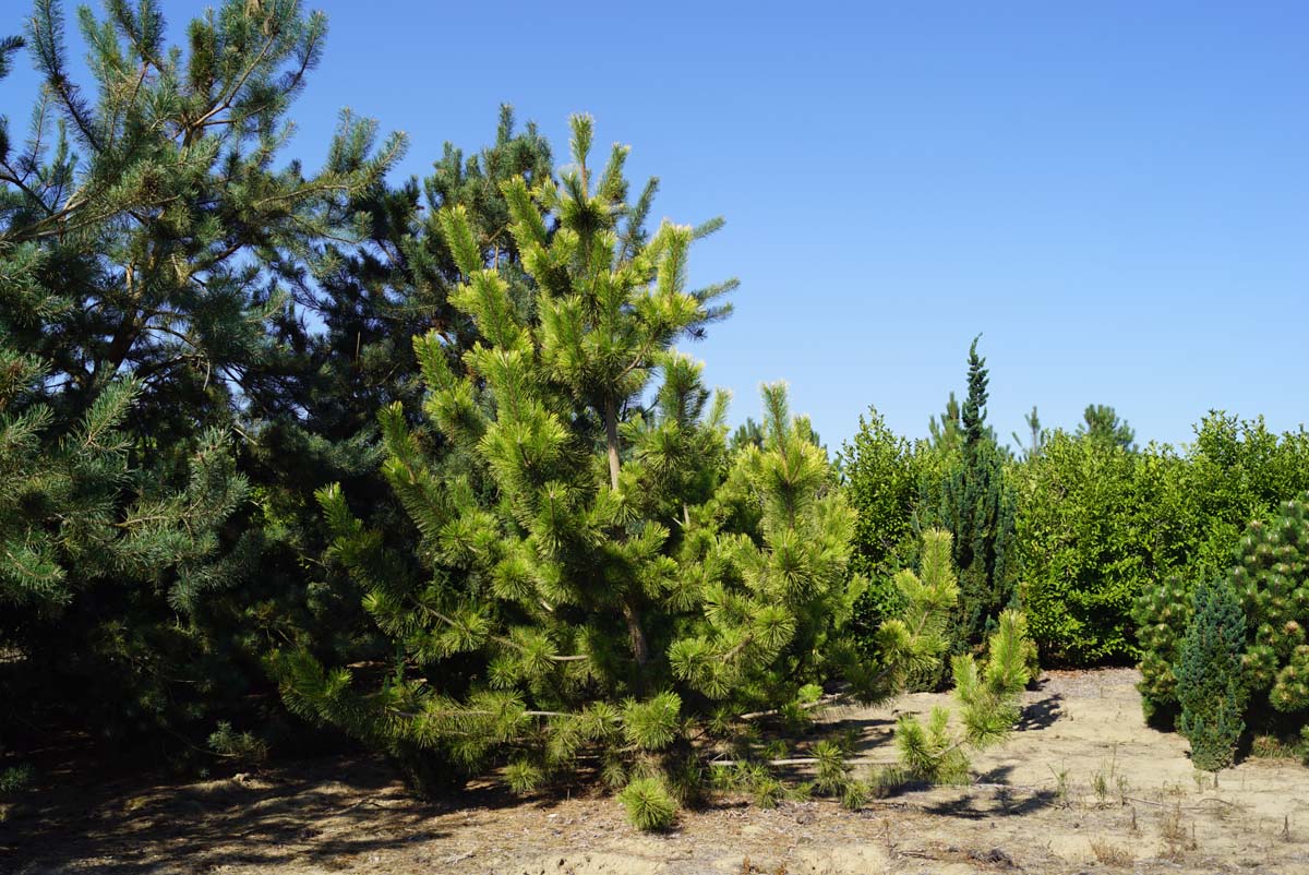 Pinus thunbergii 'Ogon' solitair
