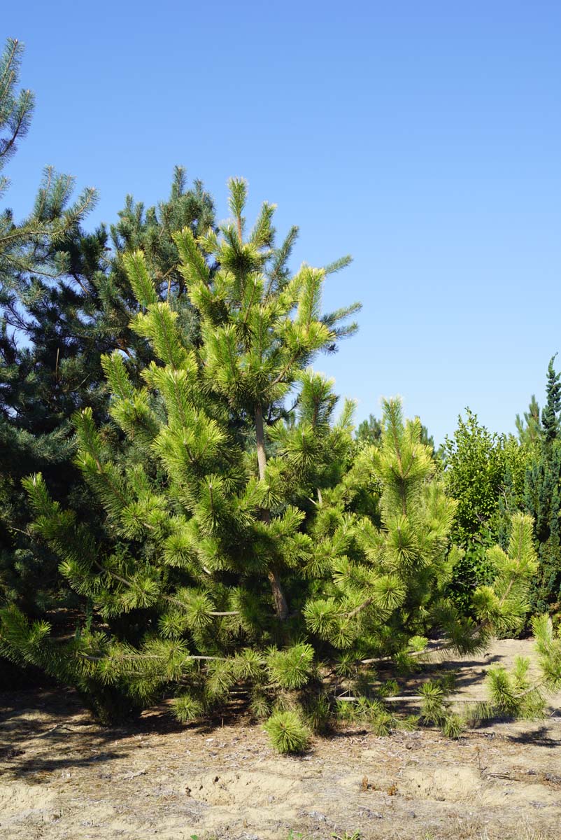 Pinus thunbergii 'Ogon' solitair