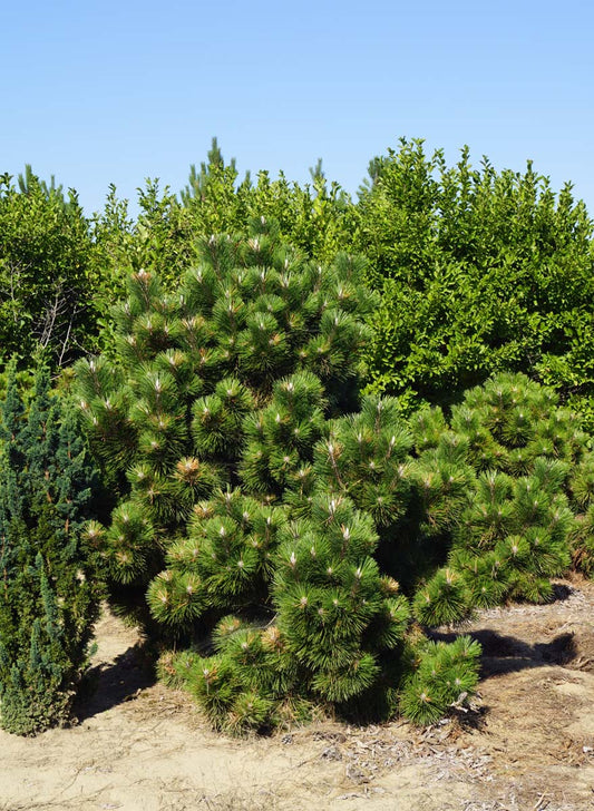 Pinus thunbergii 'Thunderhead' solitair