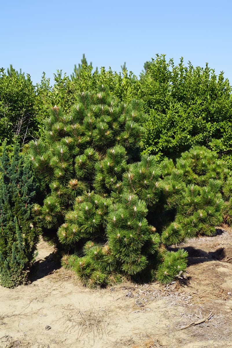 Pinus thunbergii 'Thunderhead' solitair