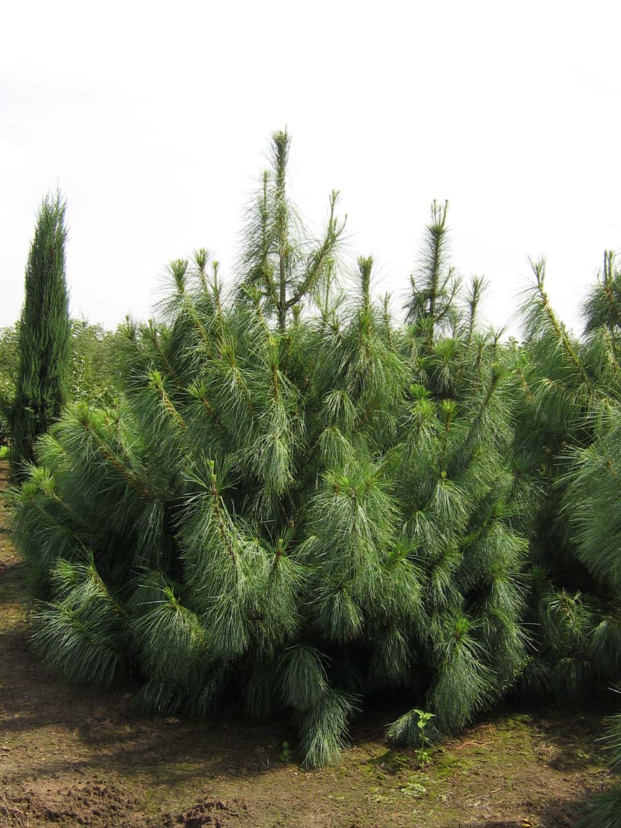 Pinus wallichiana solitair solitair
