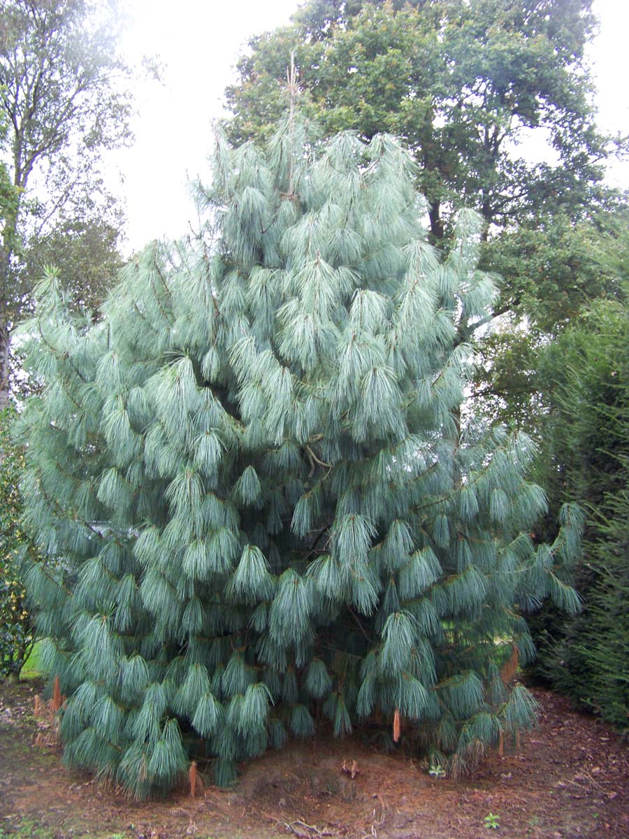 Pinus wallichiana solitair solitair