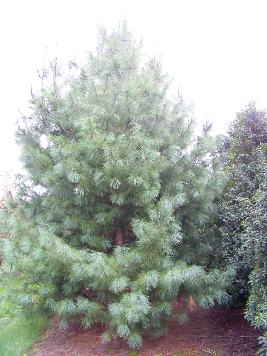 Pinus wallichiana solitair solitair
