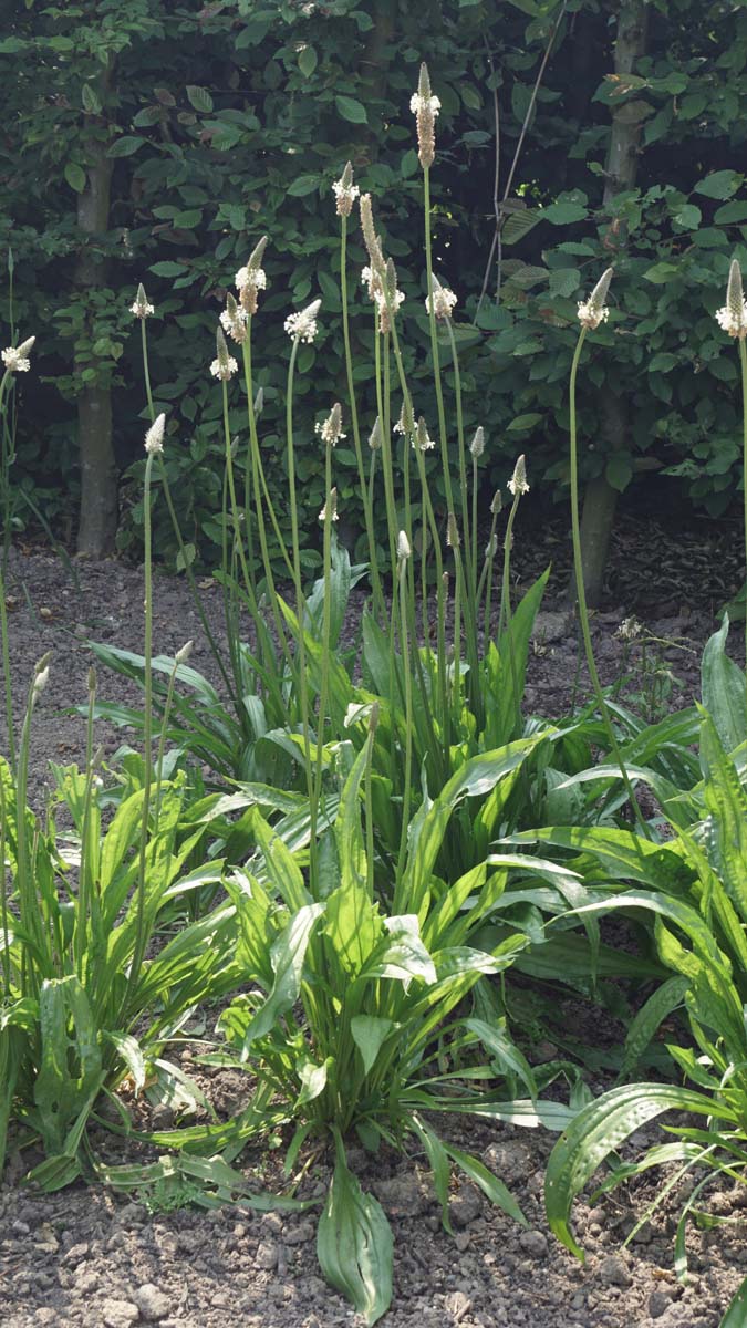 Plantago lanceolata