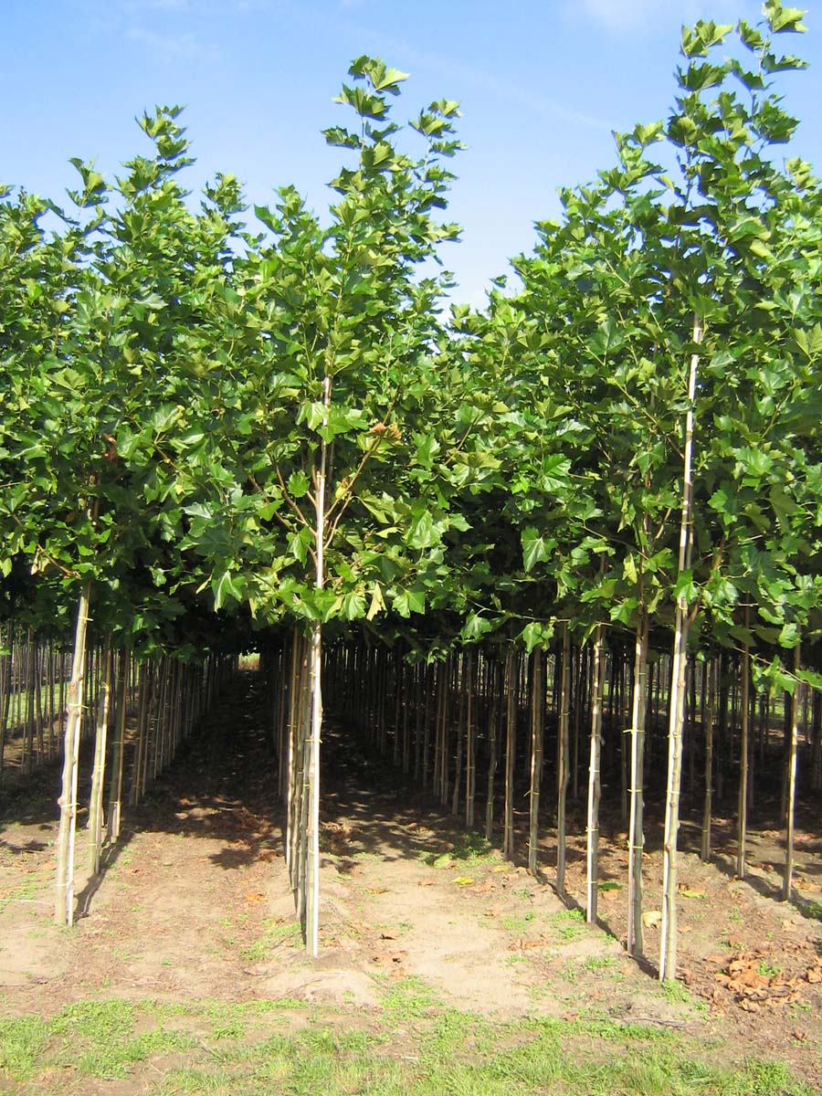 Platanus hispanica op stam op stam