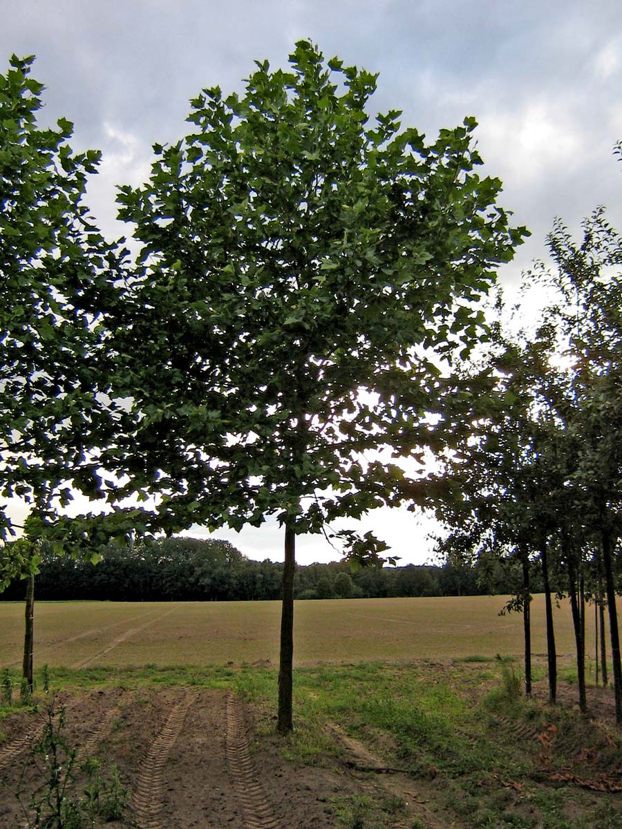 Platanus hispanica op stam op stam