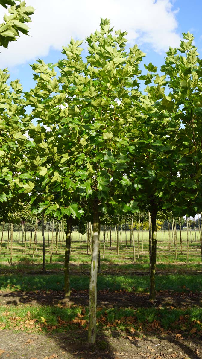 Platanus hispanica op stam op stam