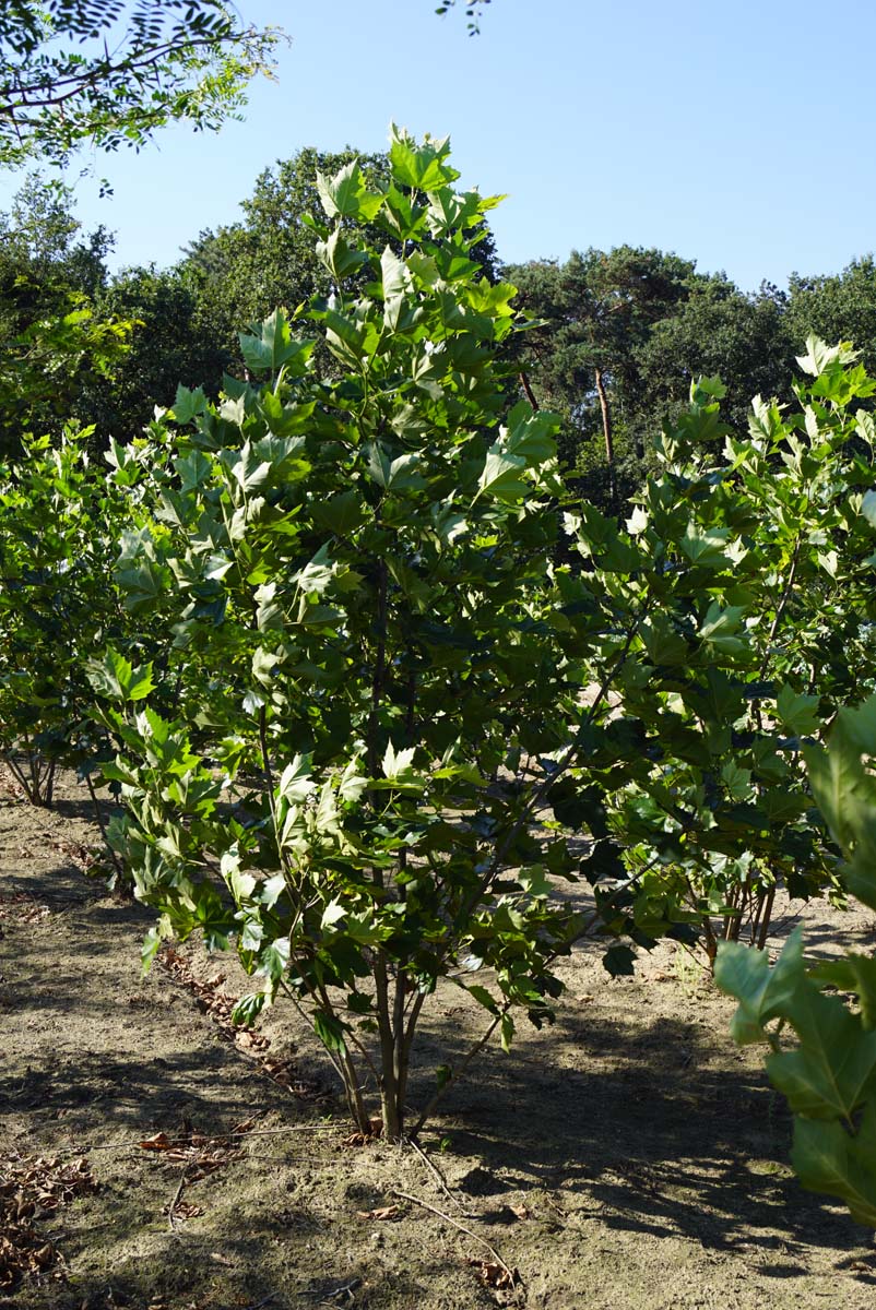 Platanus hispanica meerstammig / struik meerstammig