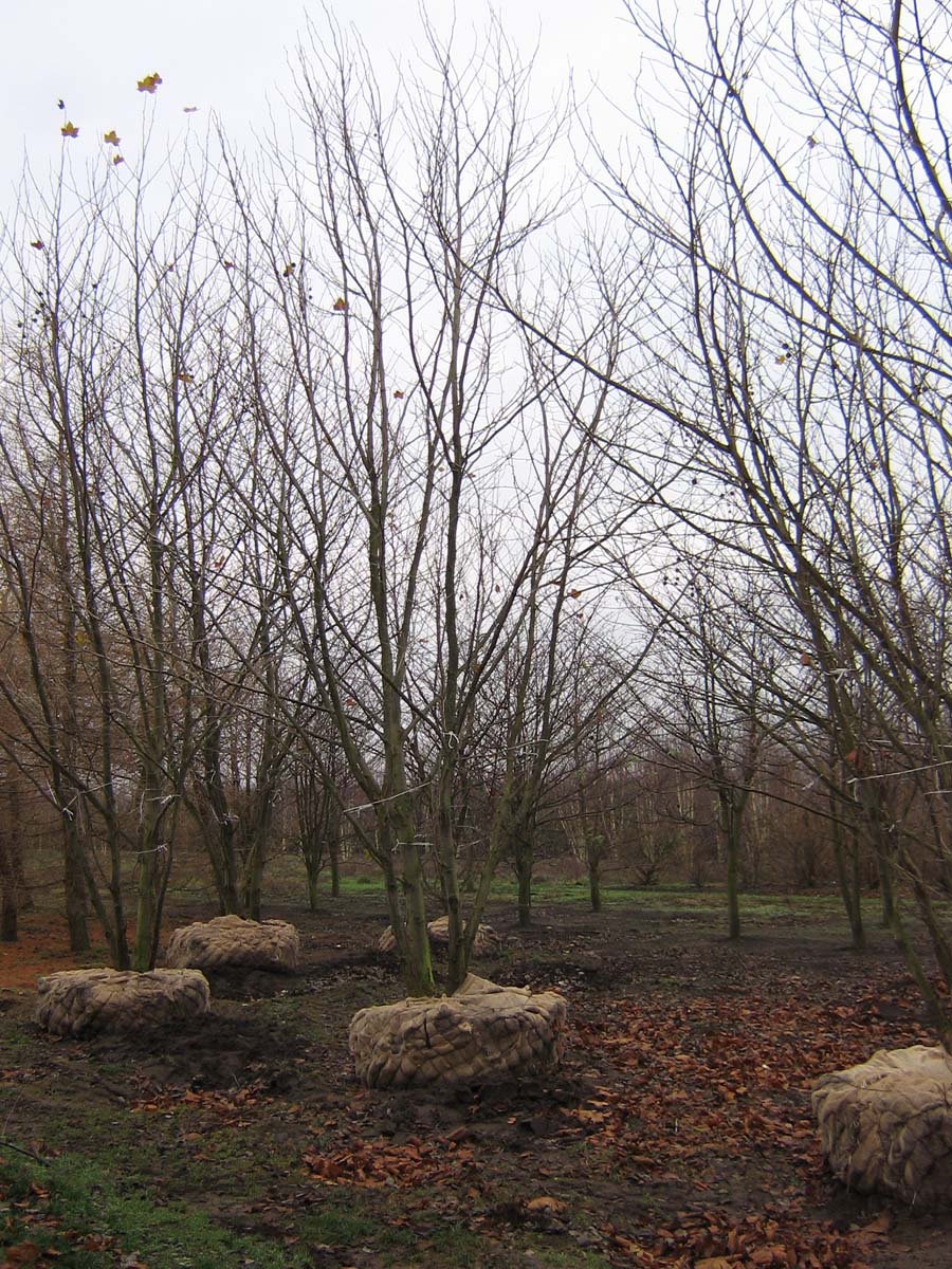 Platanus hispanica meerstammig / struik meerstammig