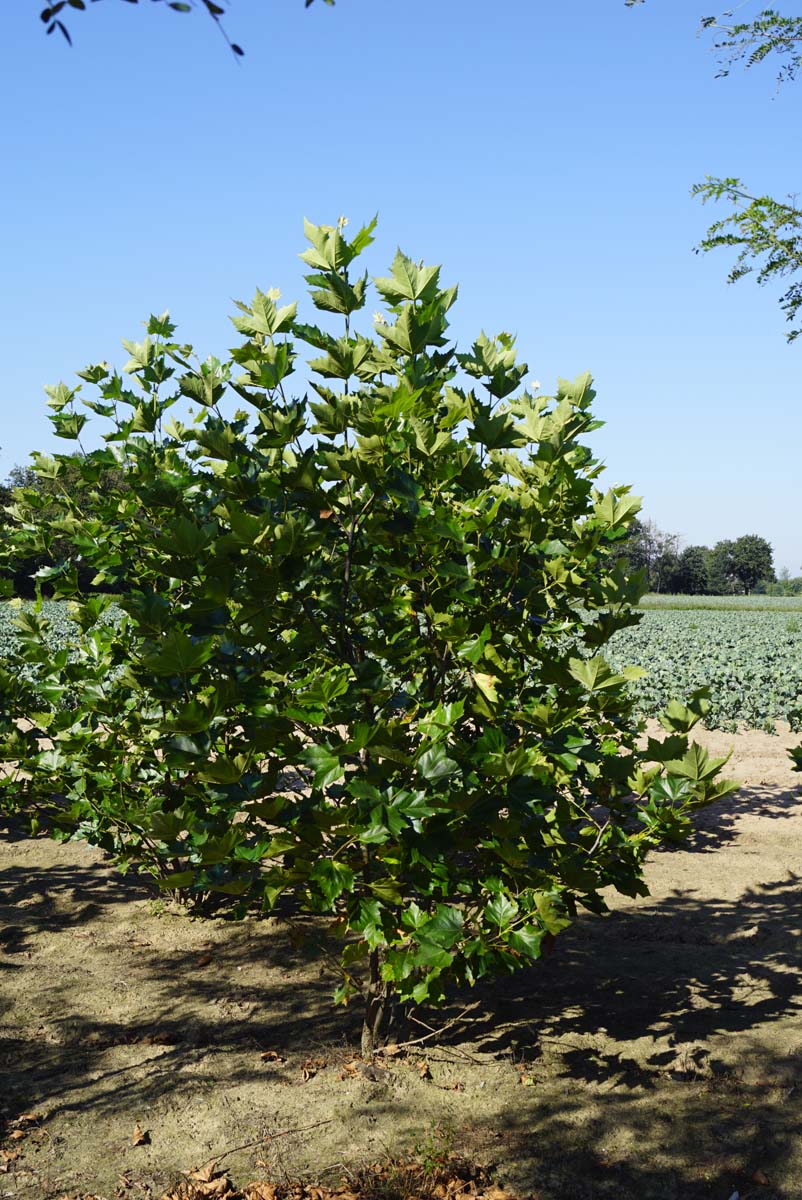 Platanus hispanica meerstammig / struik meerstammig
