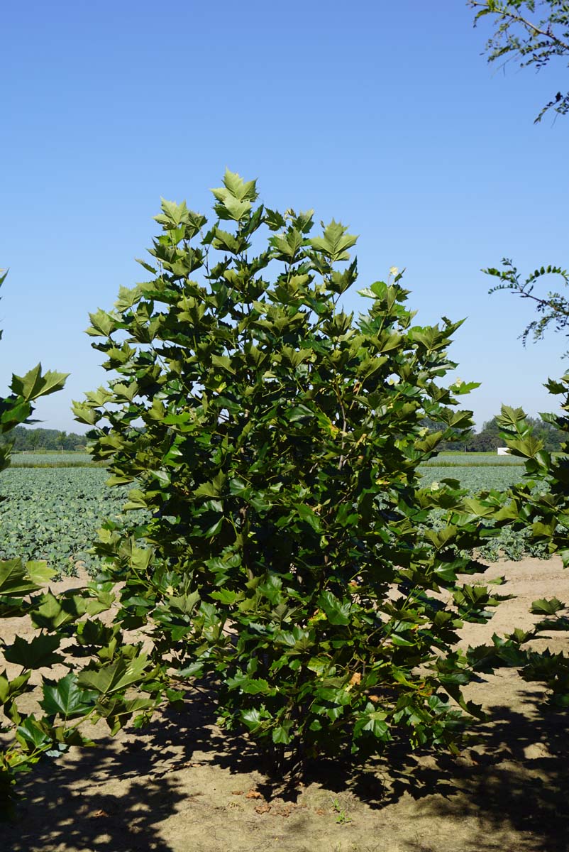 Platanus hispanica meerstammig / struik meerstammig
